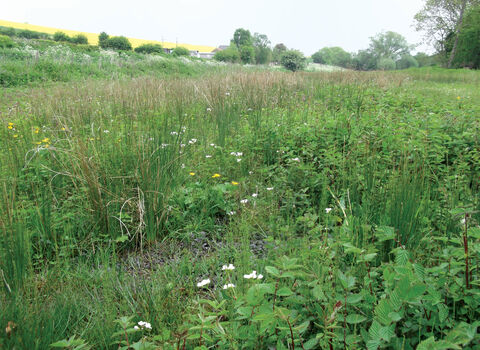 A view of North Newbald Becksies. There is long green grass and wildflowers and a yellow meadow on the horizon in the distance.
