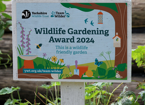 A wildlife gardening award mounted on a wooden paque, placed in a winning garden. You can see a few shrubs, but the main focus is the plaque.