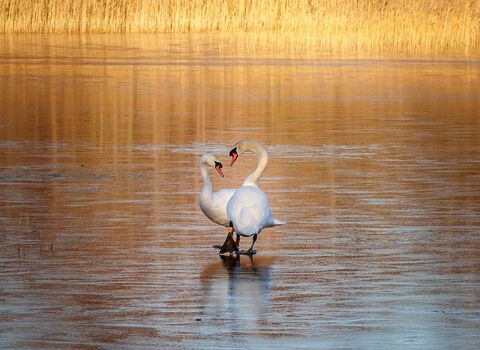 Two geese stood up heads down together on a lake surrounded by reed beds on a sunny low light winter day on a nature reserve.