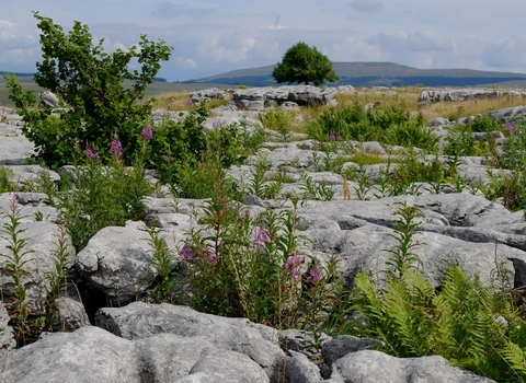 View across the limestone pavements at Ingleborough, inebtween the pavements there are ferns and trees growing in this unique habitat.