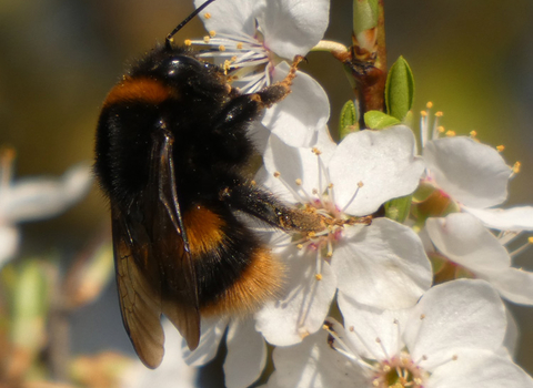 A close up of a bee resting on a cluster of white flowers.