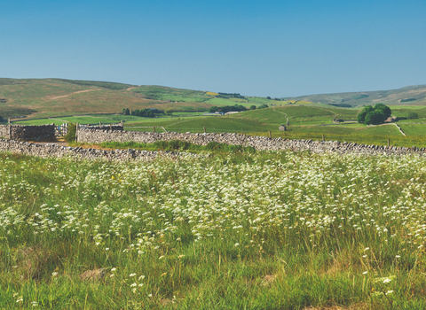 View of Bellfields Pasture - rolling meadows and grassland, broken up with some drystone walls