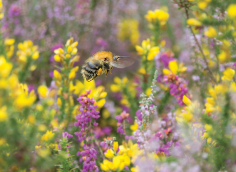 Bumblebee on yellow and purple wildflowers