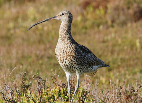 Curlew stood on a grassland