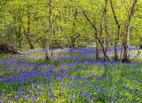 Bluebells in a woodland