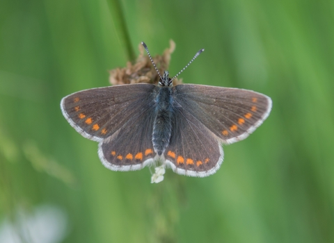 Northern Brown Argus butterfly - it is the main focus of the picture with its wings fully open