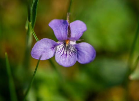 One purple flower in amongst blurred out green grass