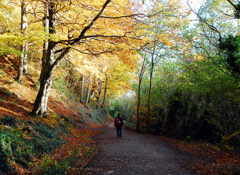 Person walking on a path through a mature woodland