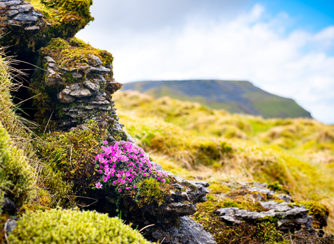 purple flowers on the side of a rocky area on Ingleborough surrounded by mossy grass and a mountain in the distance.