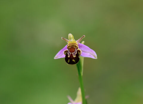 singular bee orchid - looks like a bee resting on purple petals