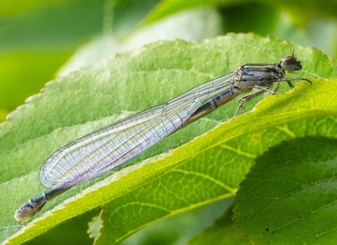 Azure damselfly resting on a leaf. It is a close up macro shot.