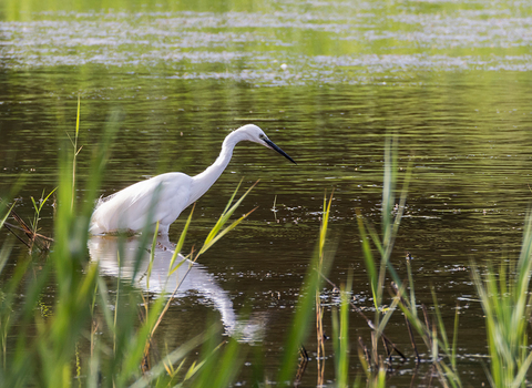 A little egret wading through a lake