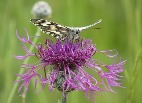 Marbled white butterfly resting on a purple thistle - the background is a grassy field that has been blurred out