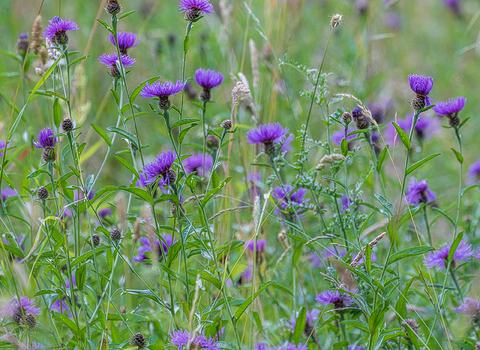 Purple wildflowers