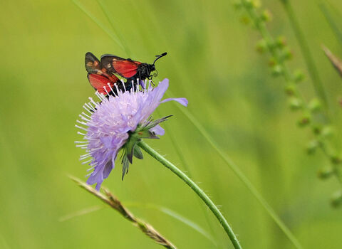 Six-spot burnet moths mating on field scabious