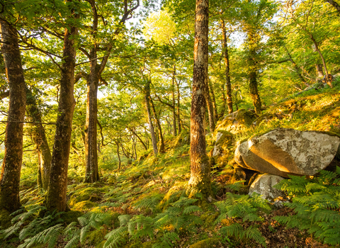 Coed crafnant general woodland landscape 2 - June 2023 - Ben Porter.jpg