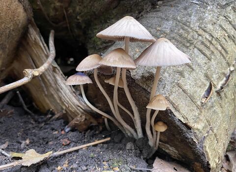 cluster of fungi growing out of dead wood