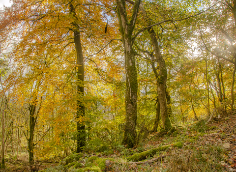Autumn coloured woodland