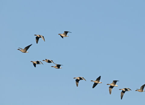 A flock of 11 pink-footed geese flying in formation