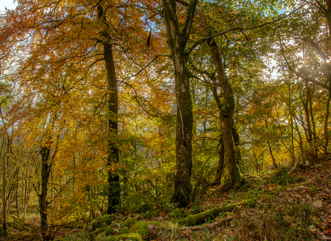 Autumn trees at Grass Wood nature reserve