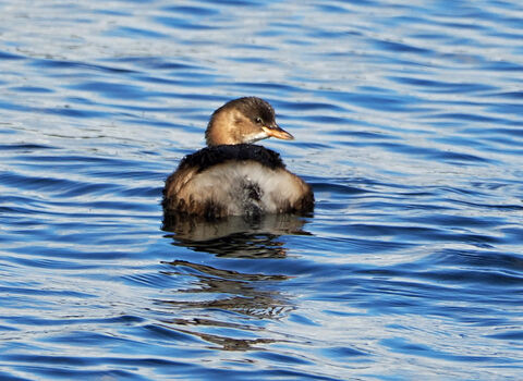 Little grebe swimming on blue lake