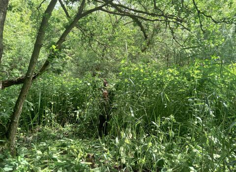 A man stood in amongst a load of green plants that are taller than him.
