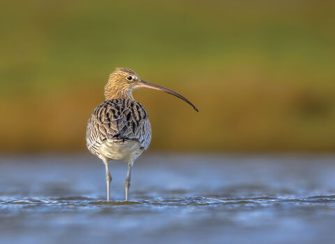 A curlew wading in the shallows of a lake