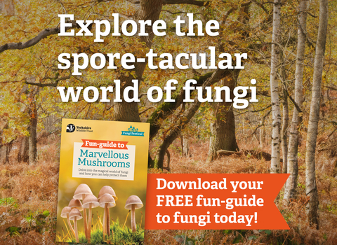 Explore the spore-tacular world of fungi! Download your FREE fun-guide to fungi today