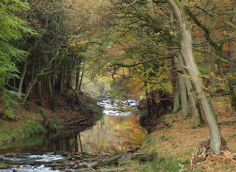 Woodland and river in autumn
