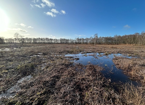 Belton Moor wetted up after scrub clearance and bunding