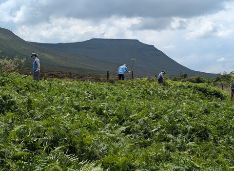 group of people widely spread out on Ingleborough carrying our practical conservation tasks on the land. View of the mountain in the background.