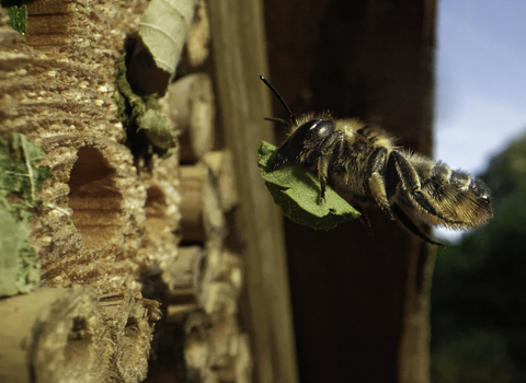 Wood-carving leafcutter bee flying towards an insect hotel with a leaf to seal her nest 
