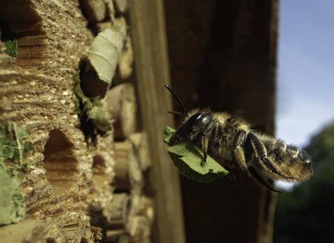 Wood-carving leafcutter bee flying towards an insect hotel with a leaf to seal her nest 