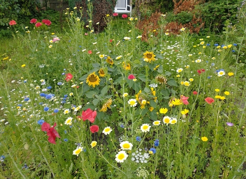 pollinator patch full of colourful flowers in long grass