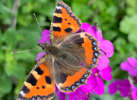 A tortoise butterfly