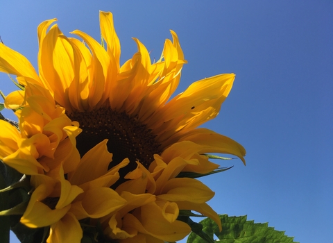 a sunflower head against a blue sky