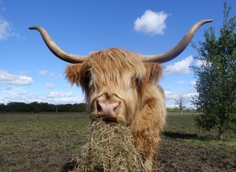 Highland cow chomping on some hay hanging out of its mouth