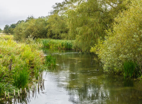 River Skerne in landscape, summer