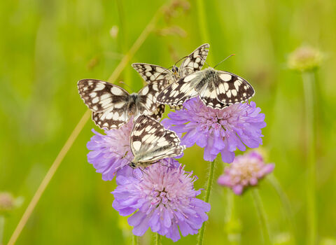 Marbled white butterflies on purple flowers