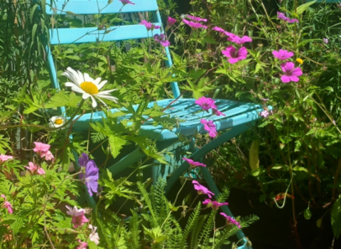Urban Yarden - view of a chair on concrete yard surrounded by wildflowers