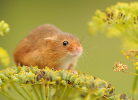 harvest mouse resting on large flower head with lots of little yellow flowers