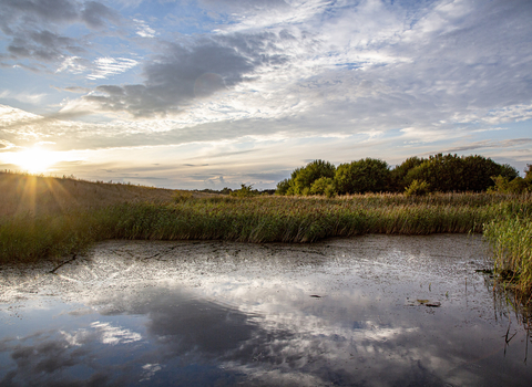 view of a nature reserve on a sunny day over a pond