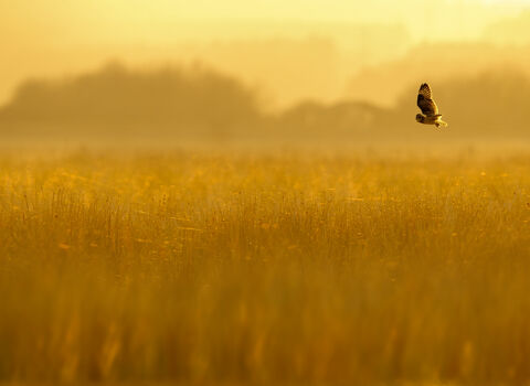 A short-eared owl flying over a grassland in orange dusk light