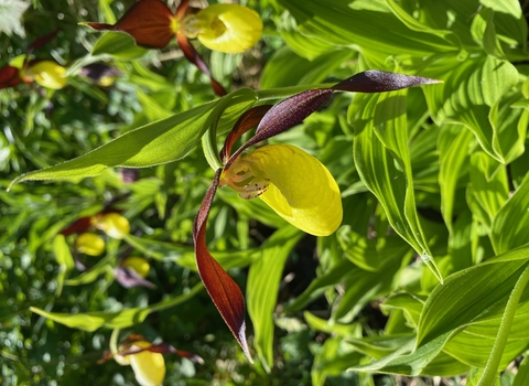 Orchids with large yellow central petals, with three red petals jutting out around them