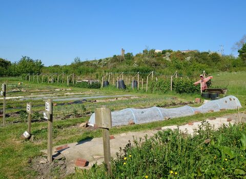 Image showing the allotment space at Stirley with rows of produce growing and Castle Hill in the background