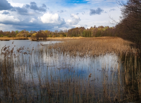Potteric Carr Wetland View