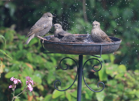 group of starlings in a bird bath in a garden. water droplets are splashing in the air.some are in it, some are perched round the edge, there are 4 birds.