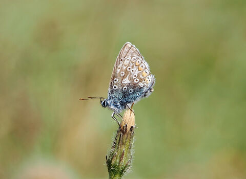 Side view of a common blue butterfly perching on top of a flower. 