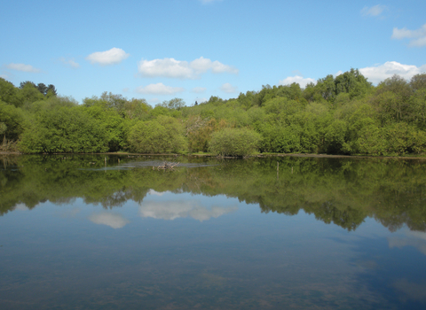 view of a lake on a nature reserve, the trees at the other side lining the lake are reflecting in the water on a bright blue sky day.