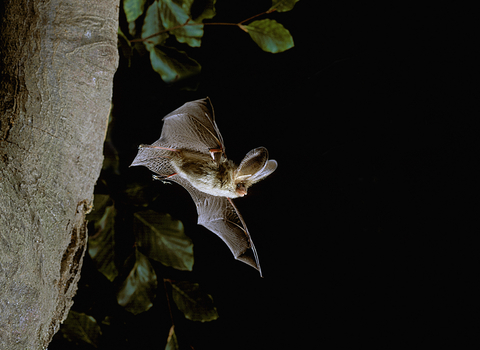 brown long eared bat in flight